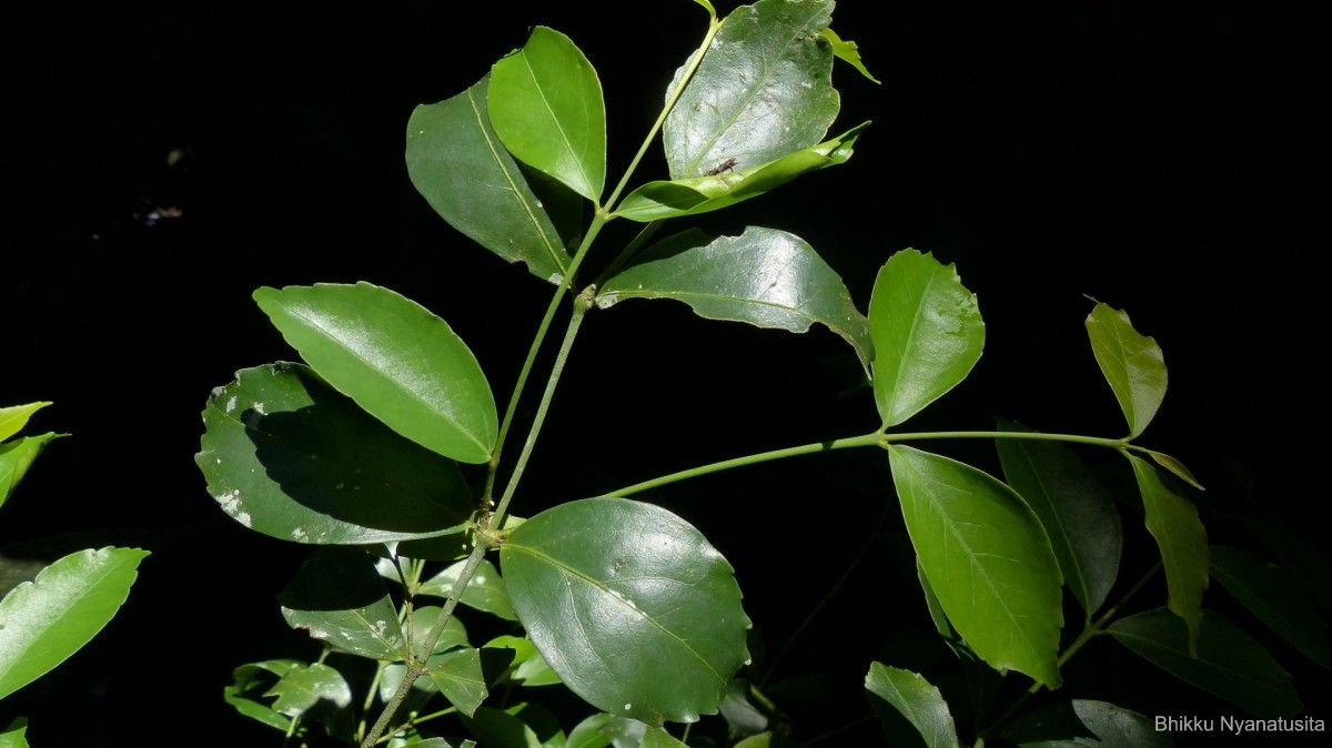 Euonymus walkeri Wight